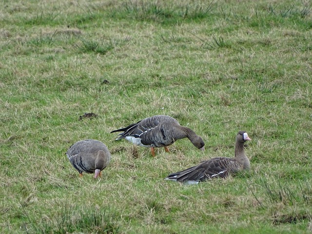 在队内的士 在队内的士